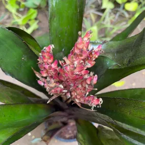 Aechmea miniate Plant