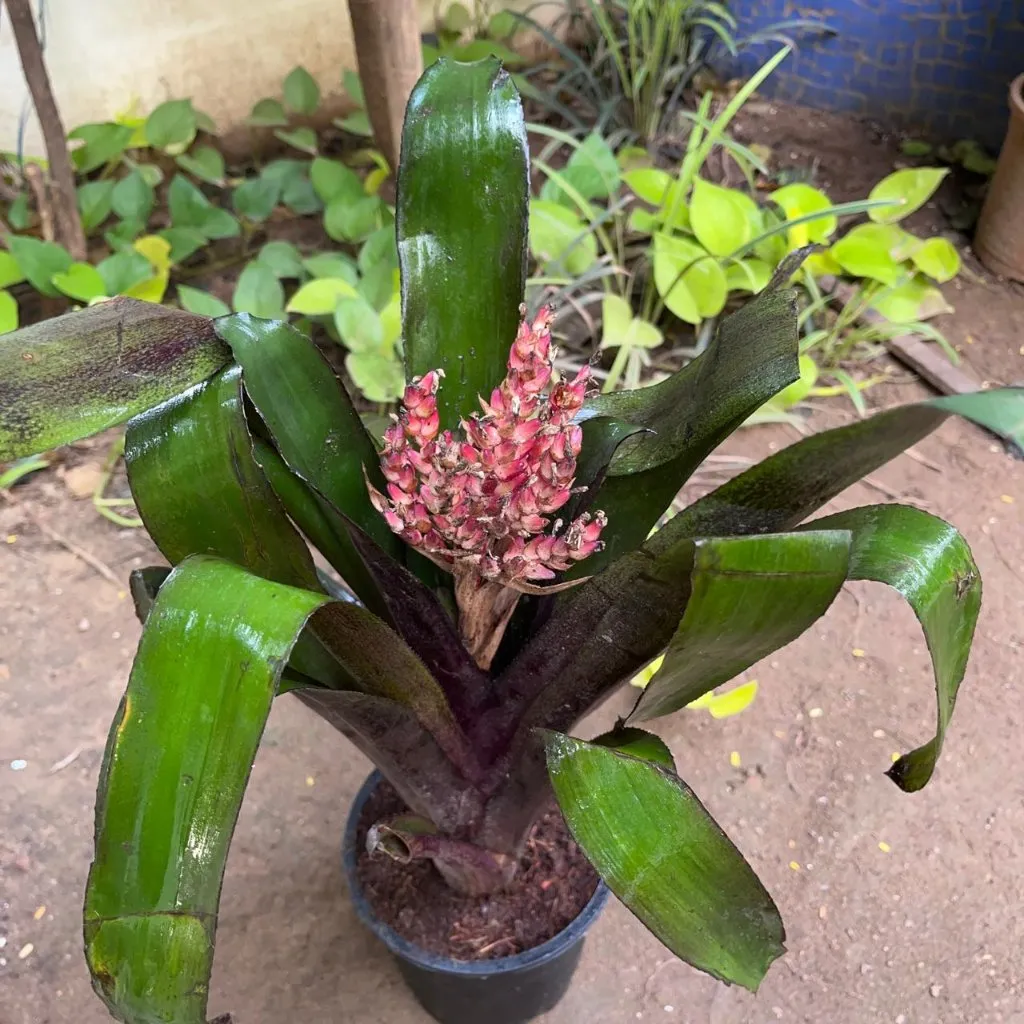 Aechmea miniate Plant