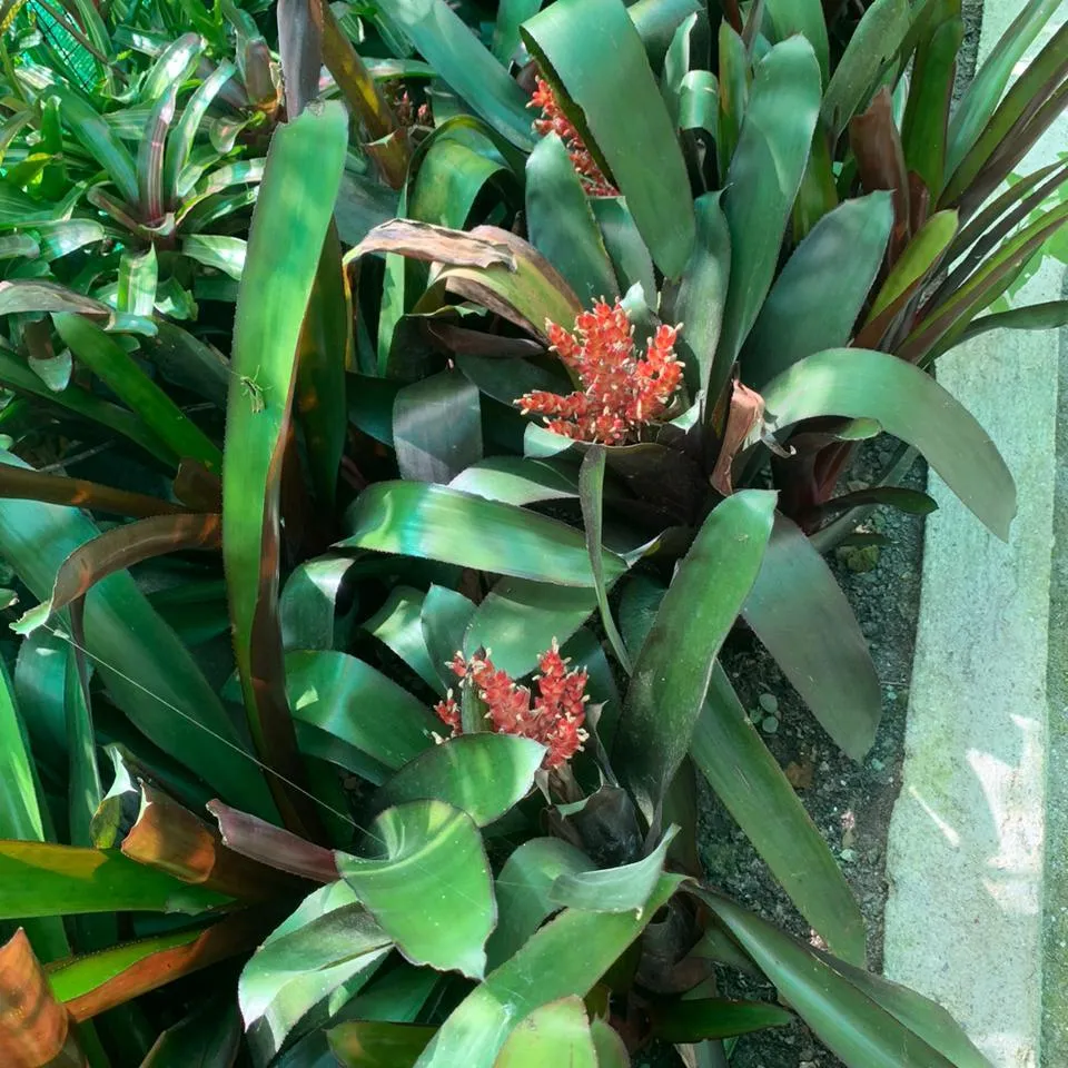 Aechmea miniate Plant