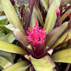 Aechmea Polyantha Plant