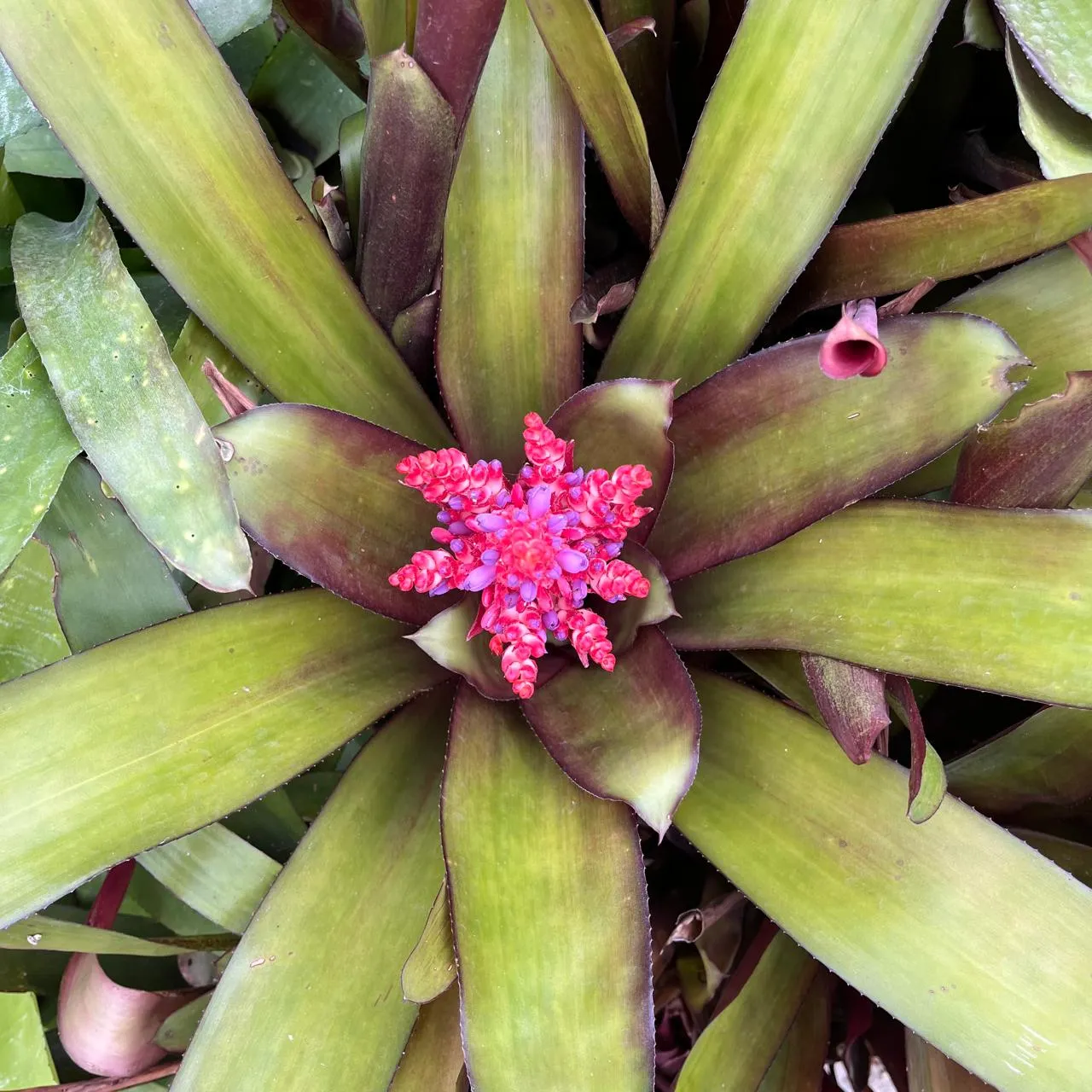 Aechmea Polyantha Plant