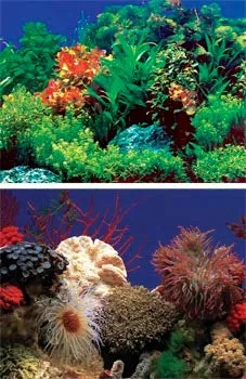 Penn Plax Background Amazon Waters II/Coral Reef 19.25" Tall (Sold by Ft.)